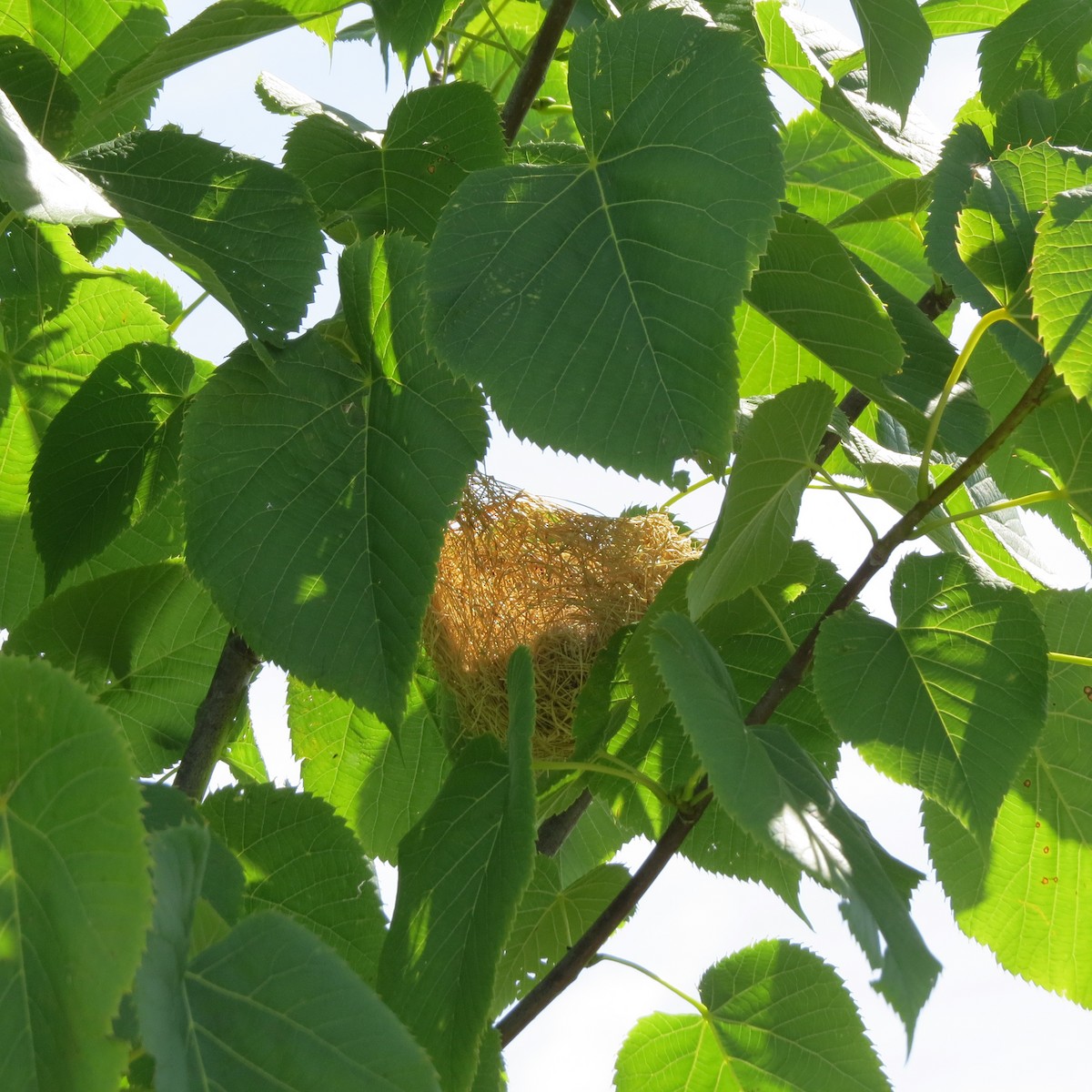 Orchard Oriole - ML620509909