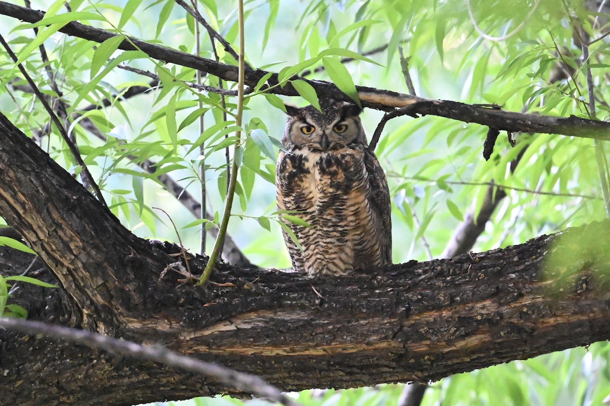 Great Horned Owl - ML620509910