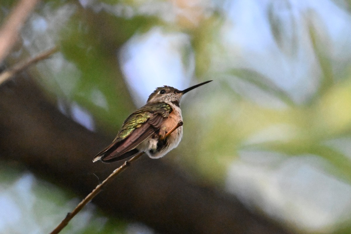 Broad-tailed Hummingbird - ML620509914