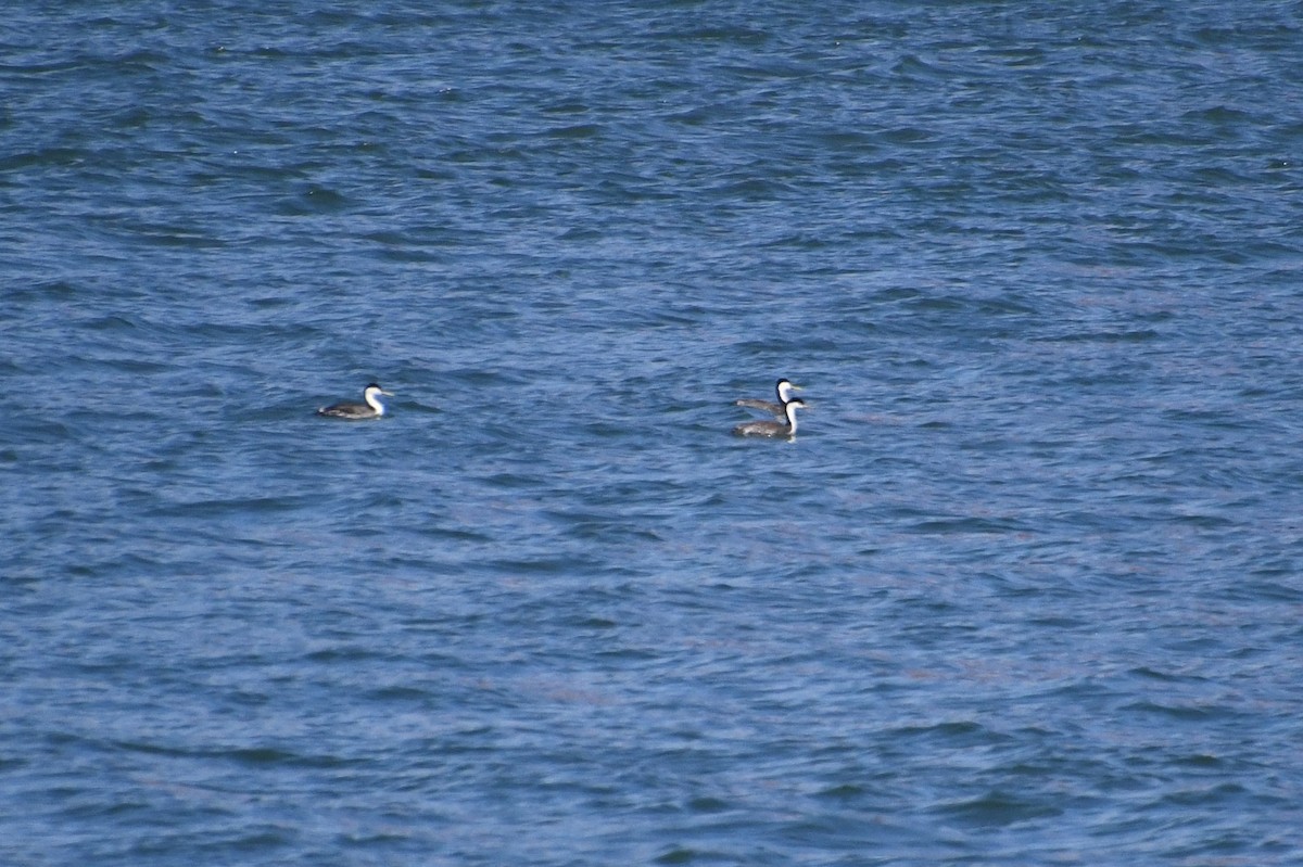 Clark's Grebe - ML620509917