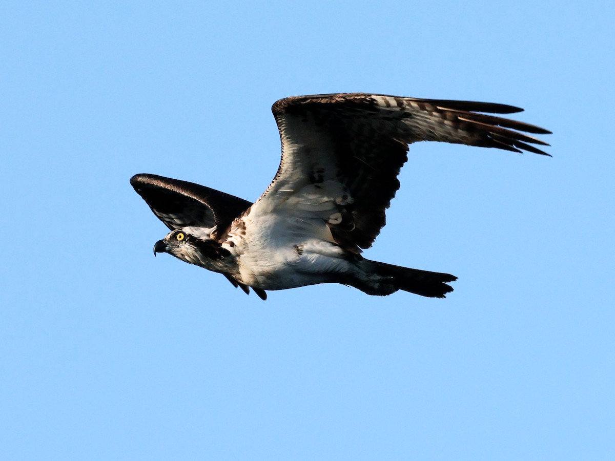 Balbuzard pêcheur - ML620509919