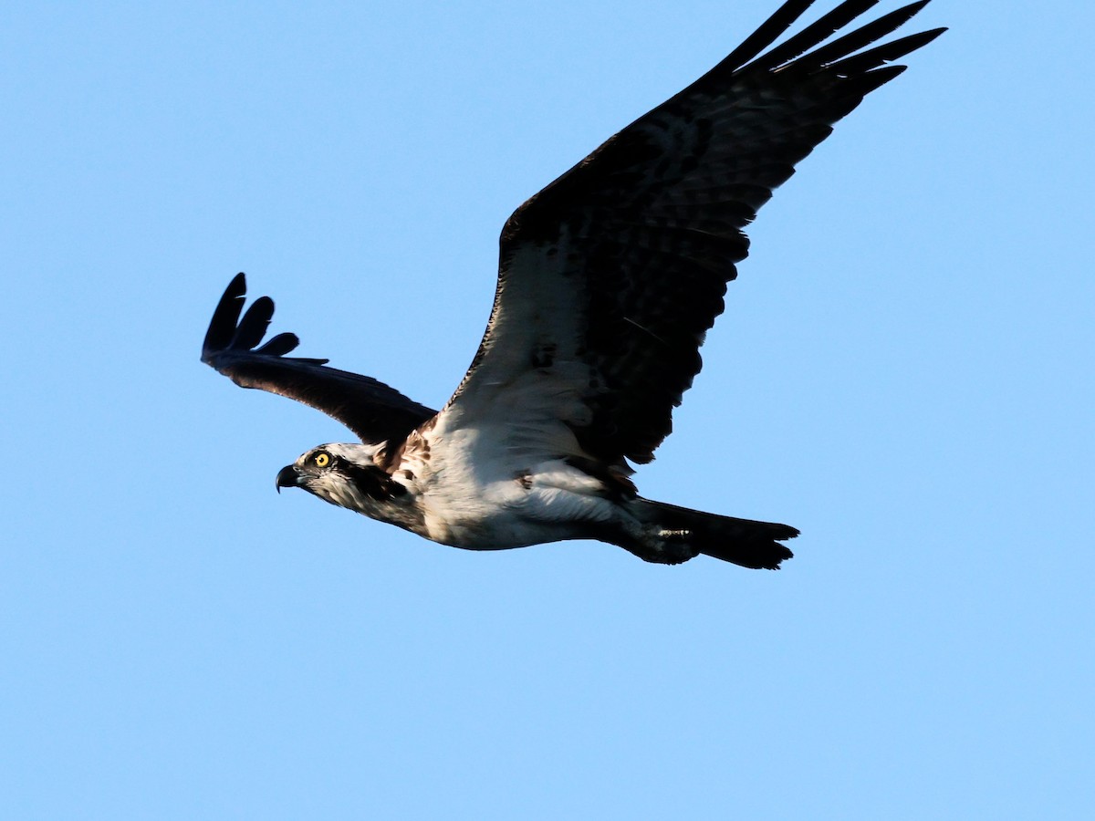 Osprey - Torgil Zethson