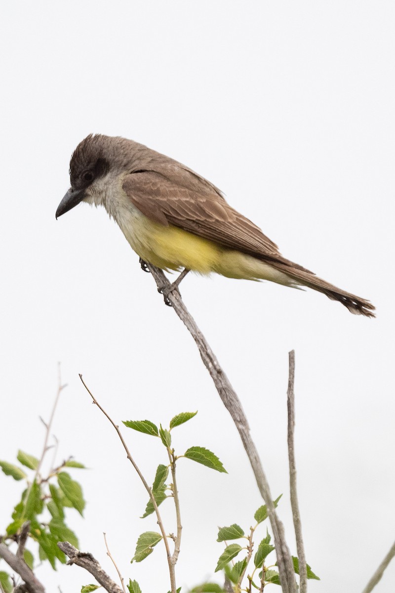 Thick-billed Kingbird - ML620509924