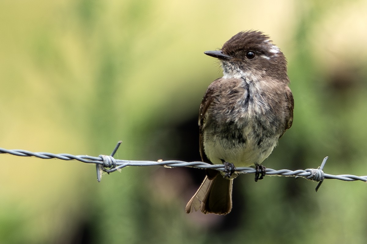 Eastern Phoebe - ML620509929