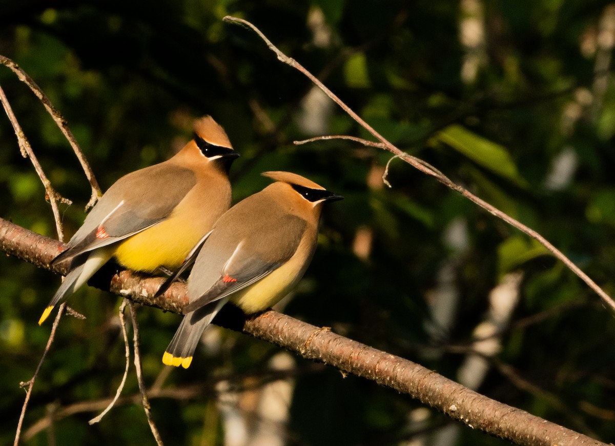 Cedar Waxwing - ML620509935