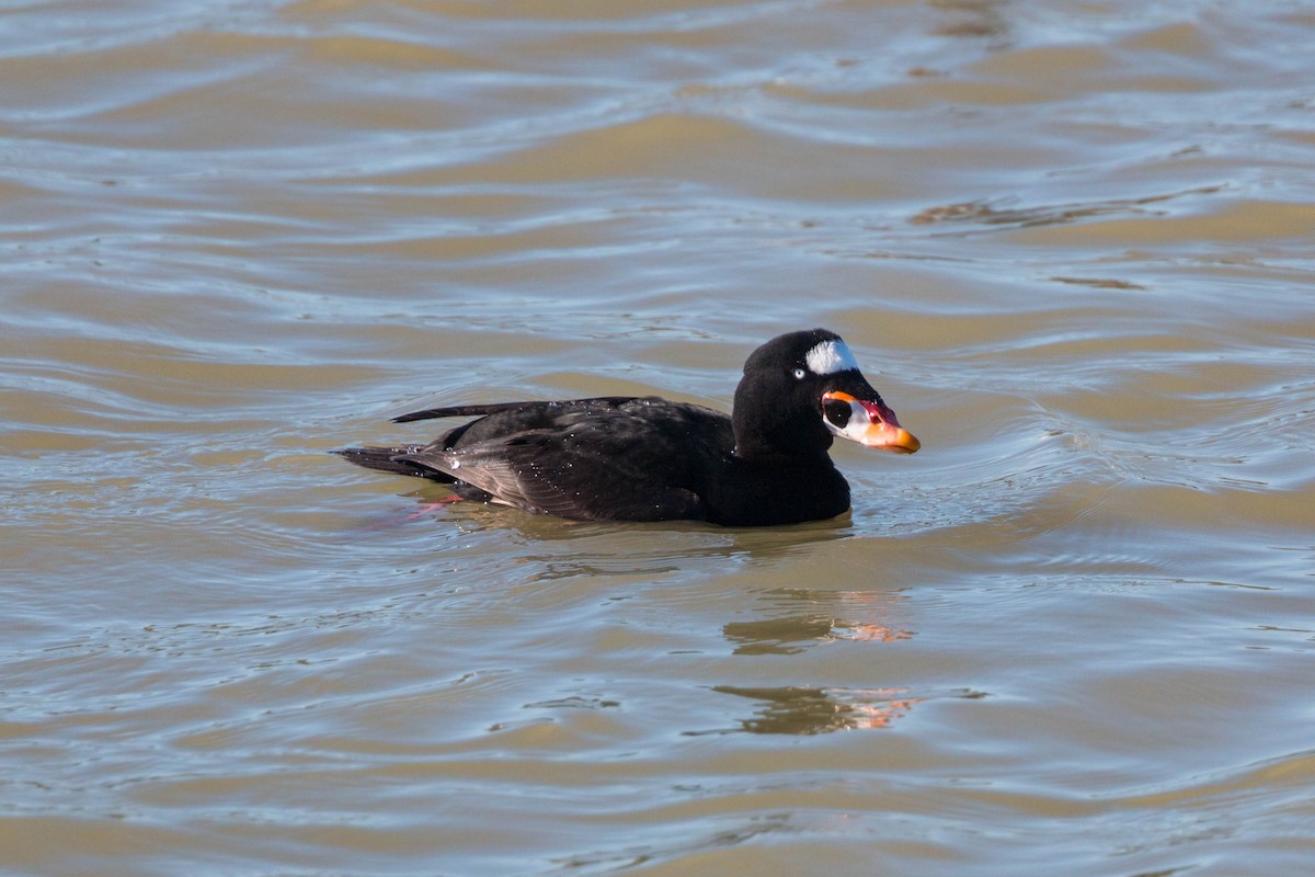 Surf Scoter - ML620509937