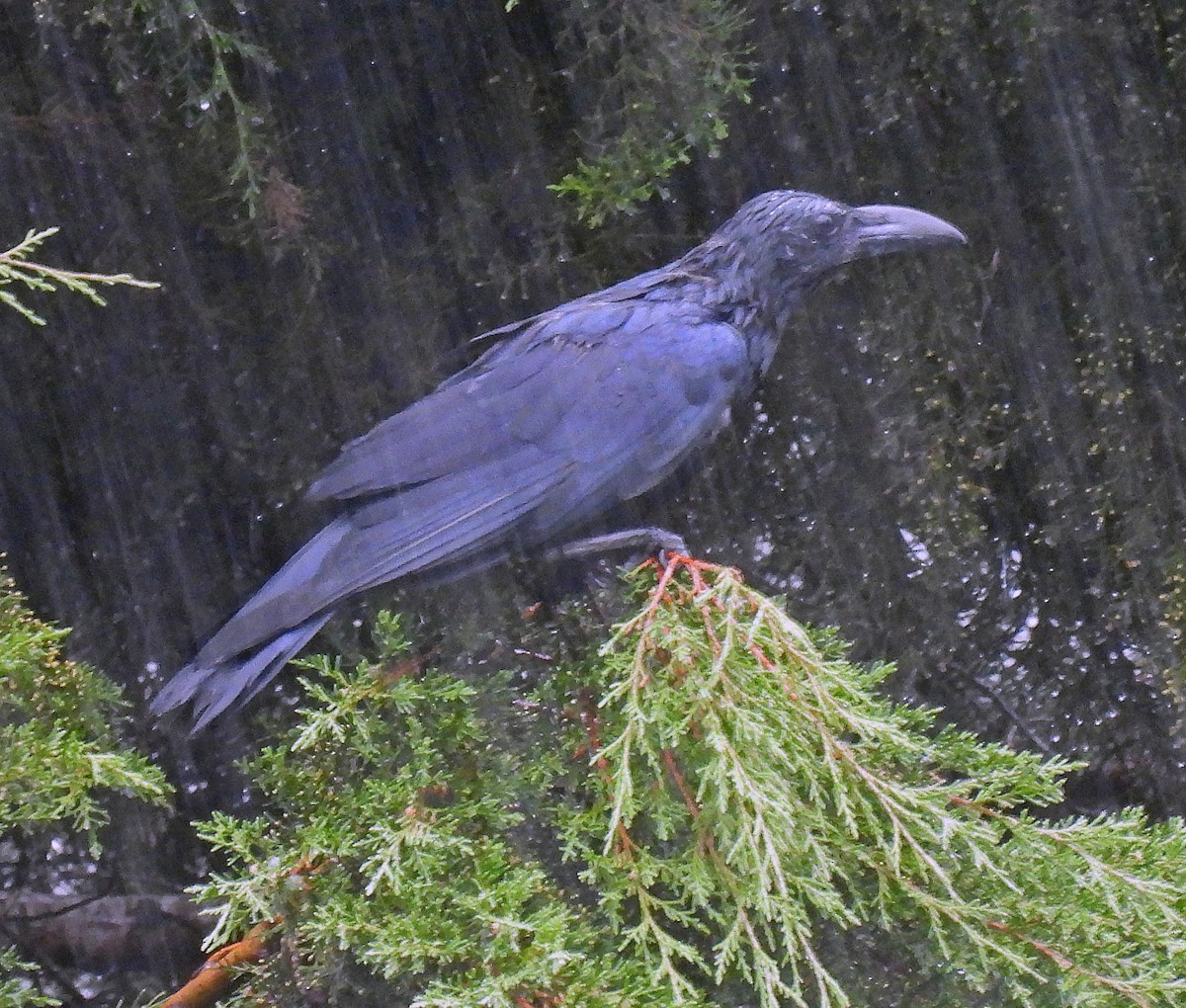 Large-billed Crow (Indian Jungle) - ML620509939