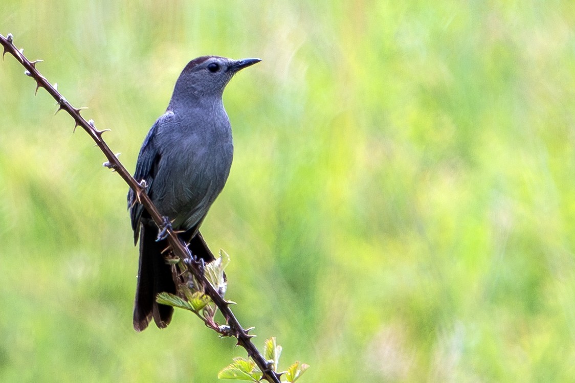 Gray Catbird - ML620509941