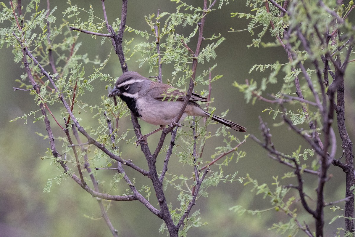 Black-throated Sparrow - ML620509946