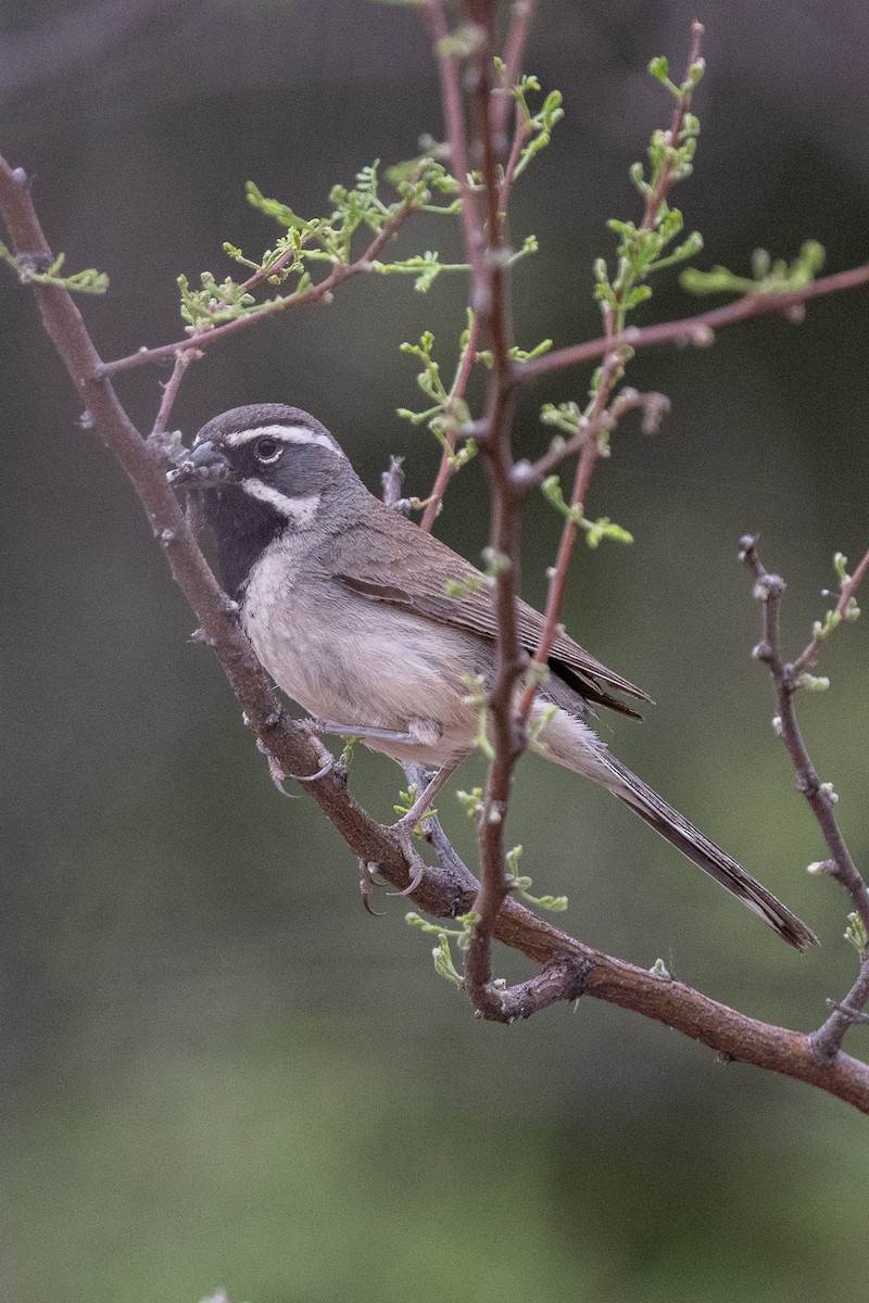 Black-throated Sparrow - ML620509947