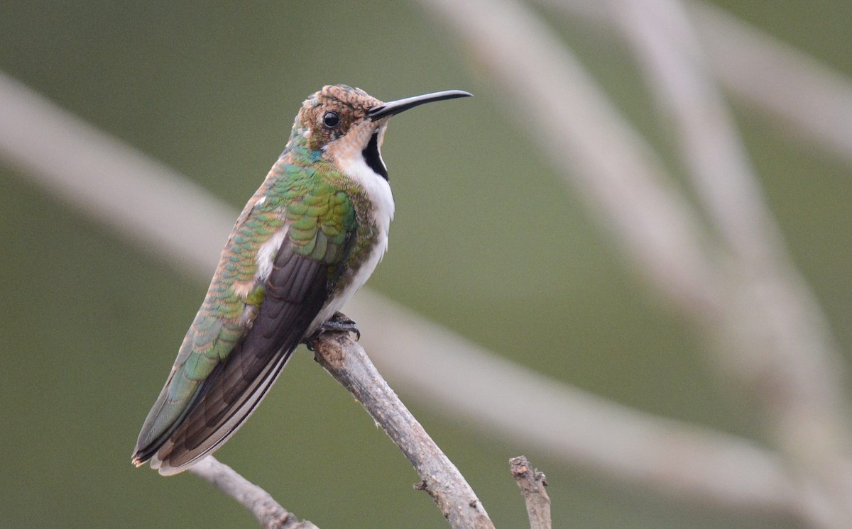 kolibřík tropický - ML620509954
