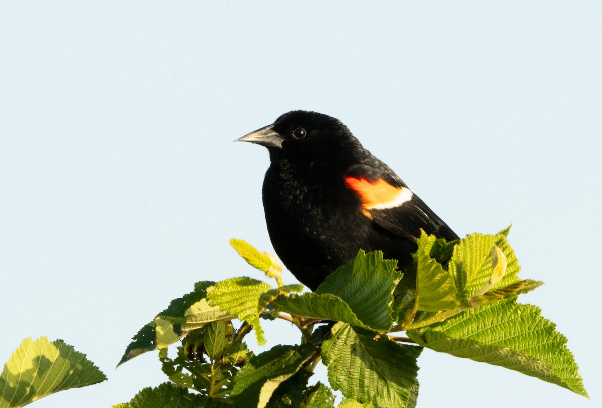 Red-winged Blackbird - ML620509959