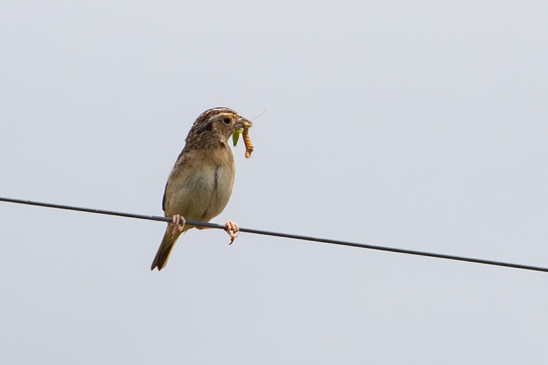 Grasshopper Sparrow - ML620509963