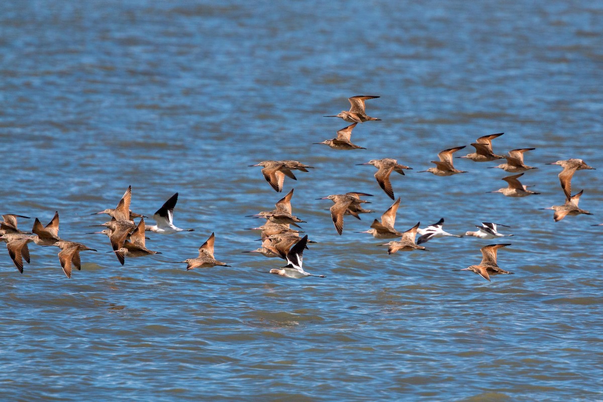 Avocette d'Amérique - ML620509966