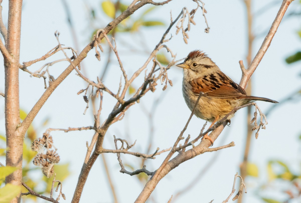 Swamp Sparrow - ML620509967