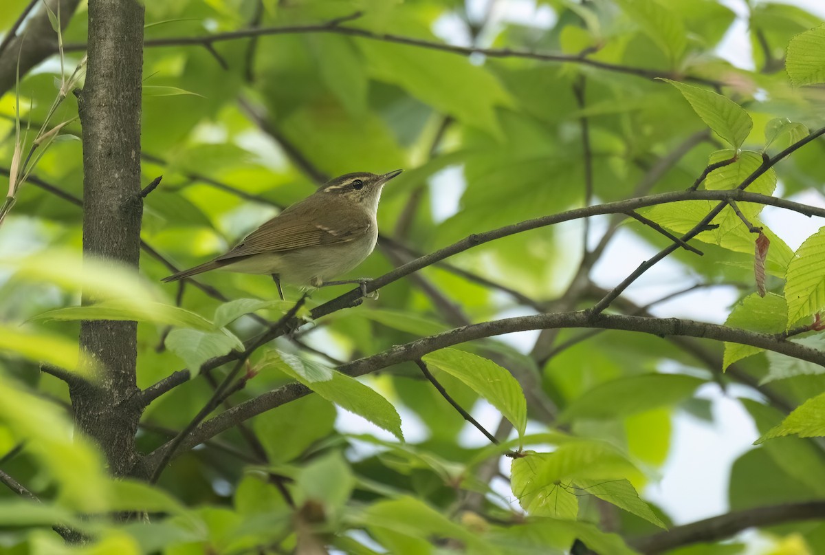 Large-billed Leaf Warbler - ML620509969