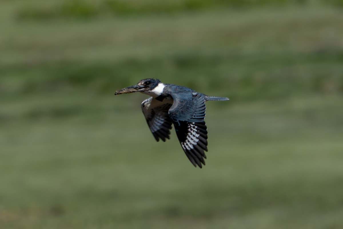 Belted Kingfisher - ML620509970