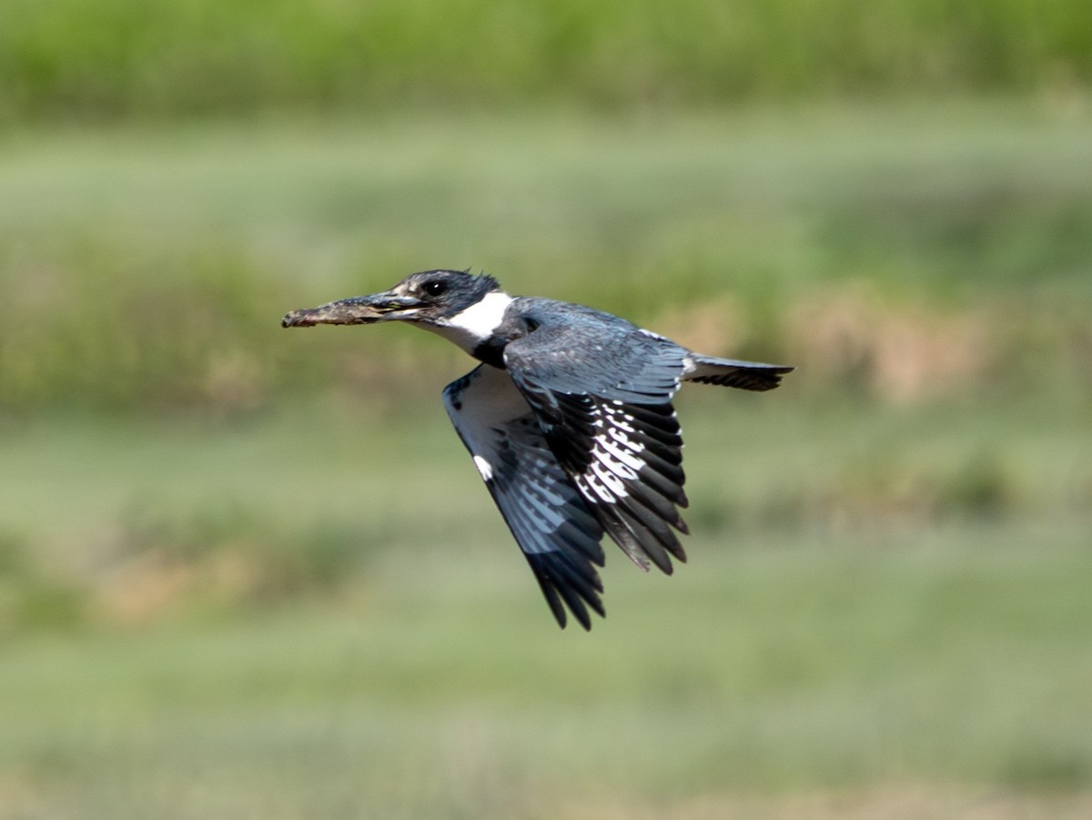 Belted Kingfisher - ML620509971