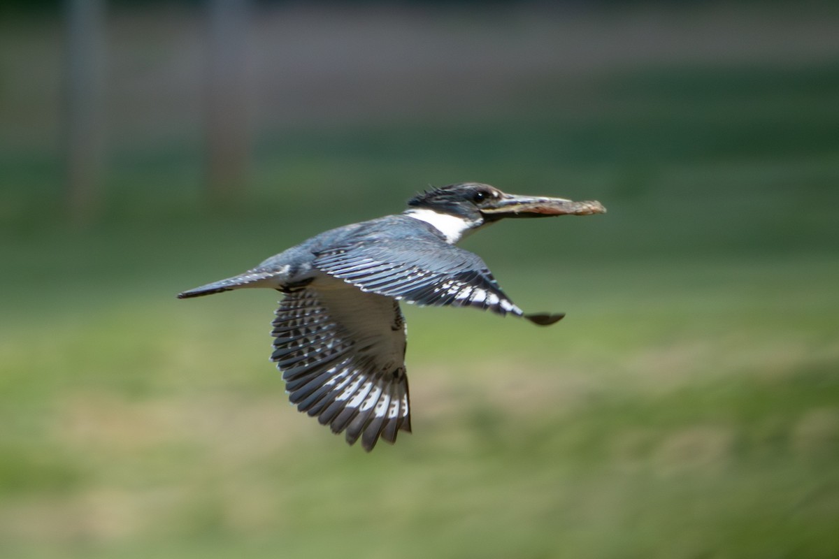 Belted Kingfisher - ML620509972