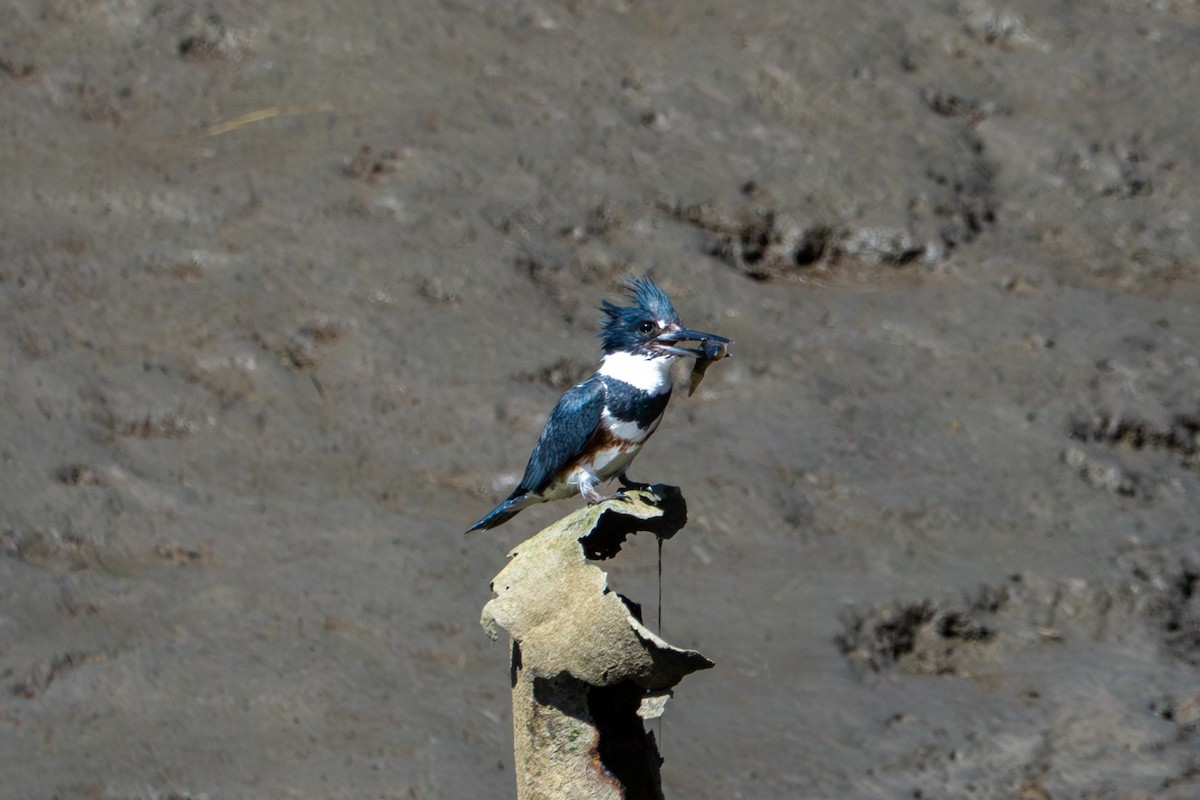 Belted Kingfisher - ML620509973