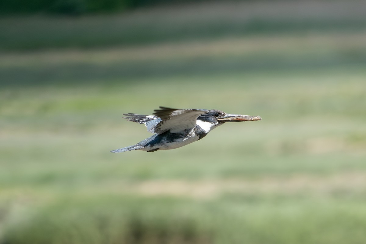 Belted Kingfisher - ML620509974