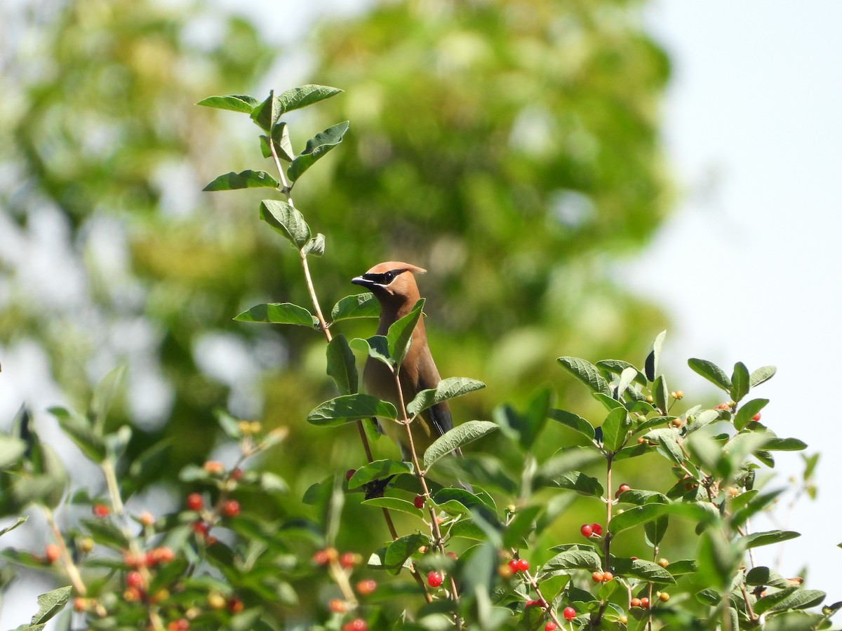 Cedar Waxwing - ML620509976