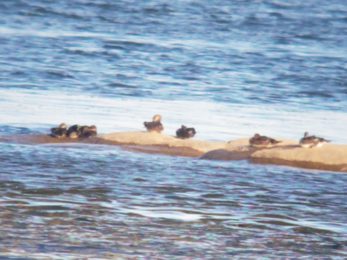 Хумхин бохио - ML620509977