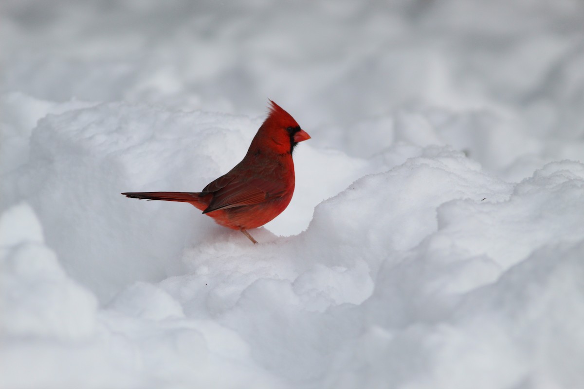 Cardinal rouge - ML620509979