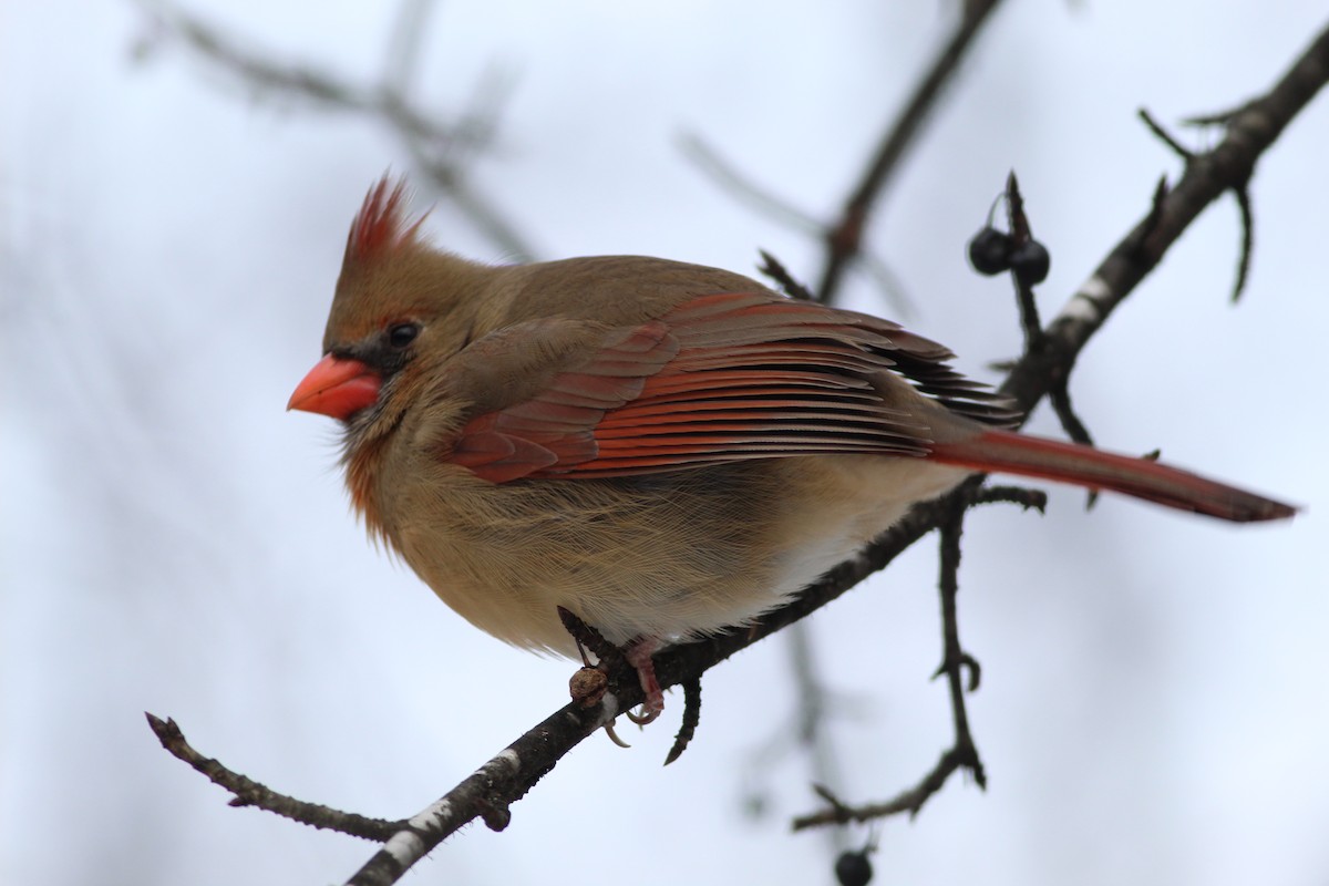 Cardinal rouge - ML620509980