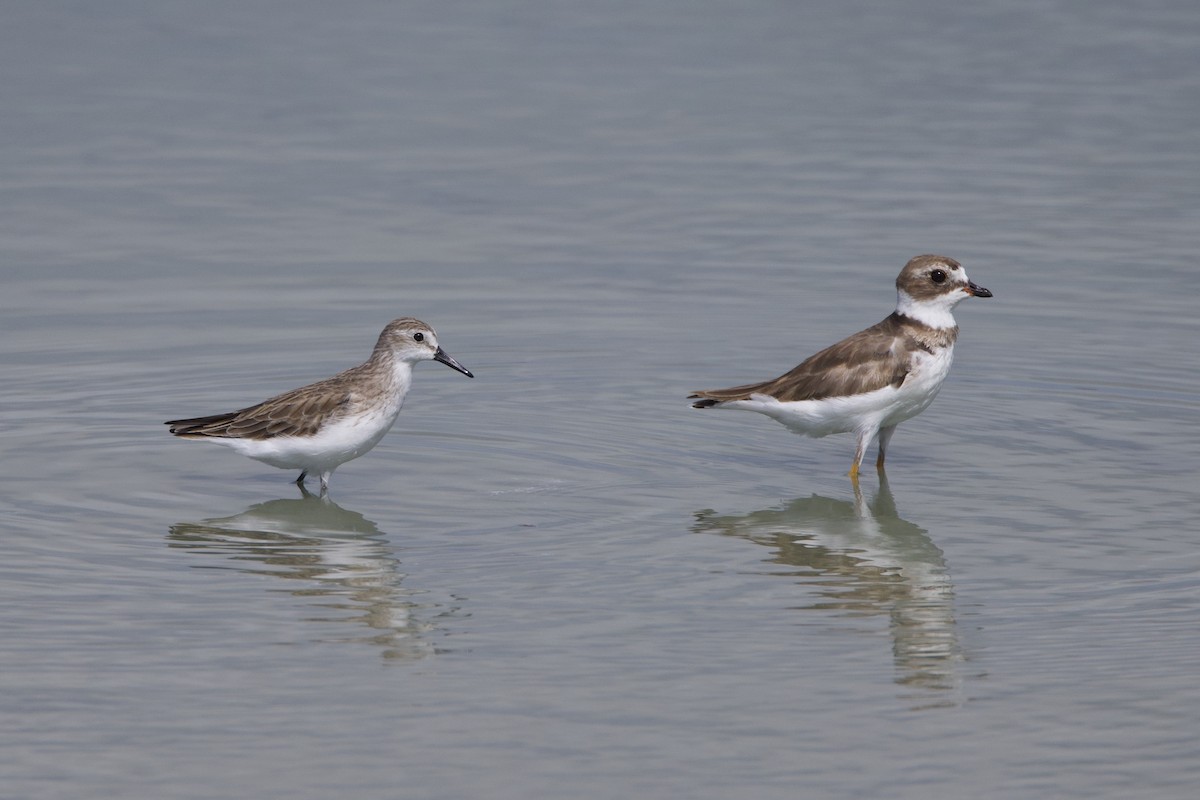 Semipalmated Sandpiper - ML620509982