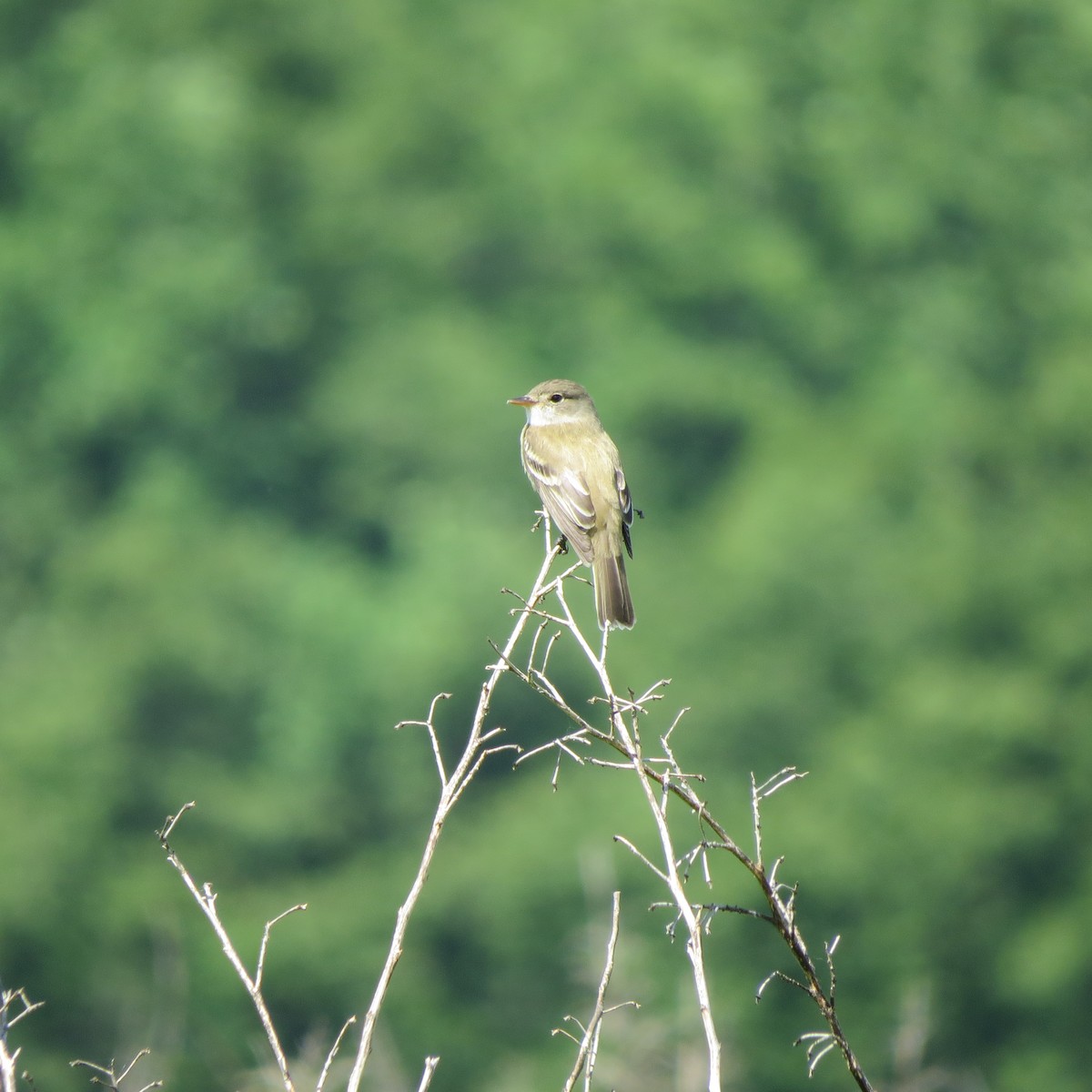 Willow Flycatcher - ML620509984