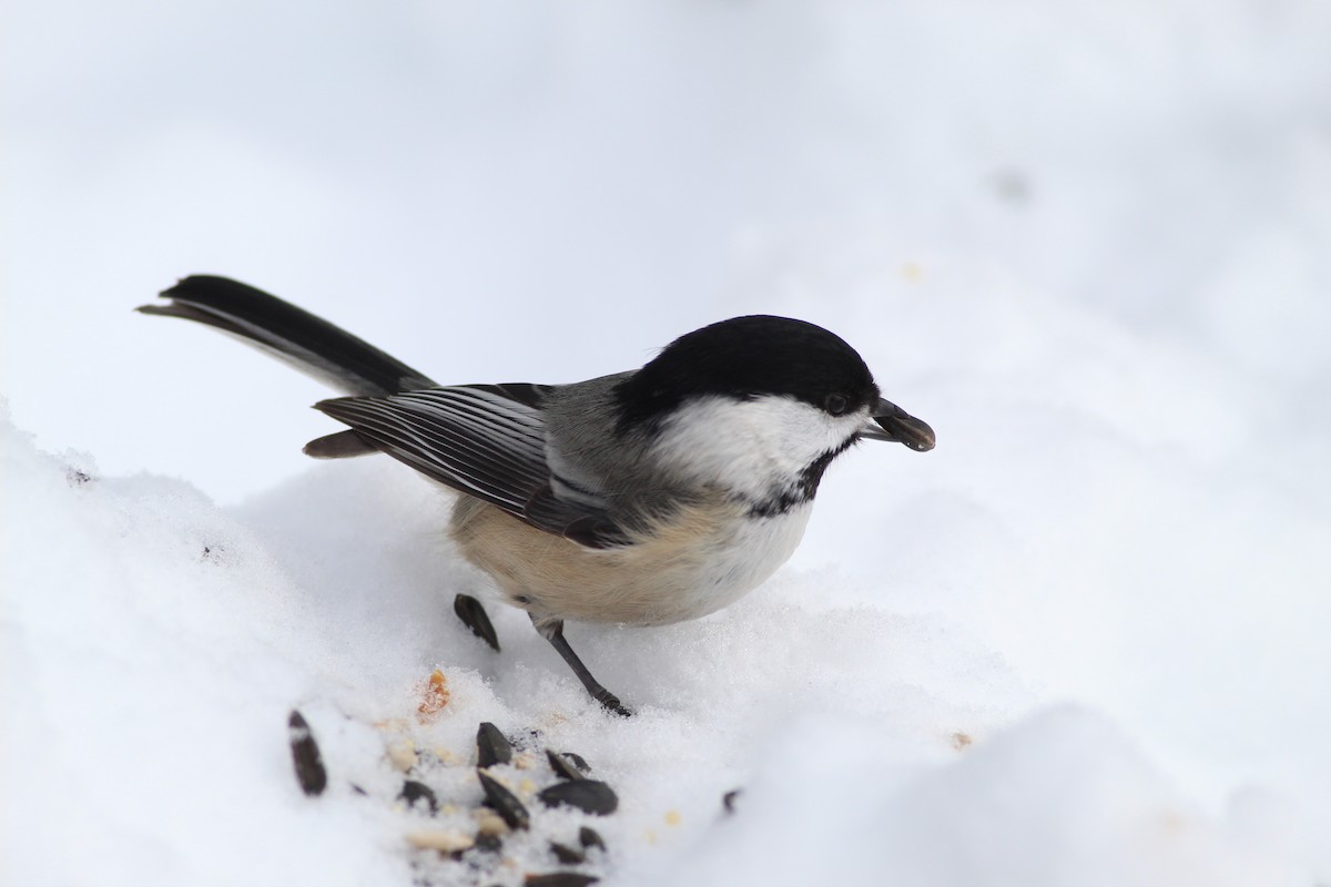 Black-capped Chickadee - ML620509994