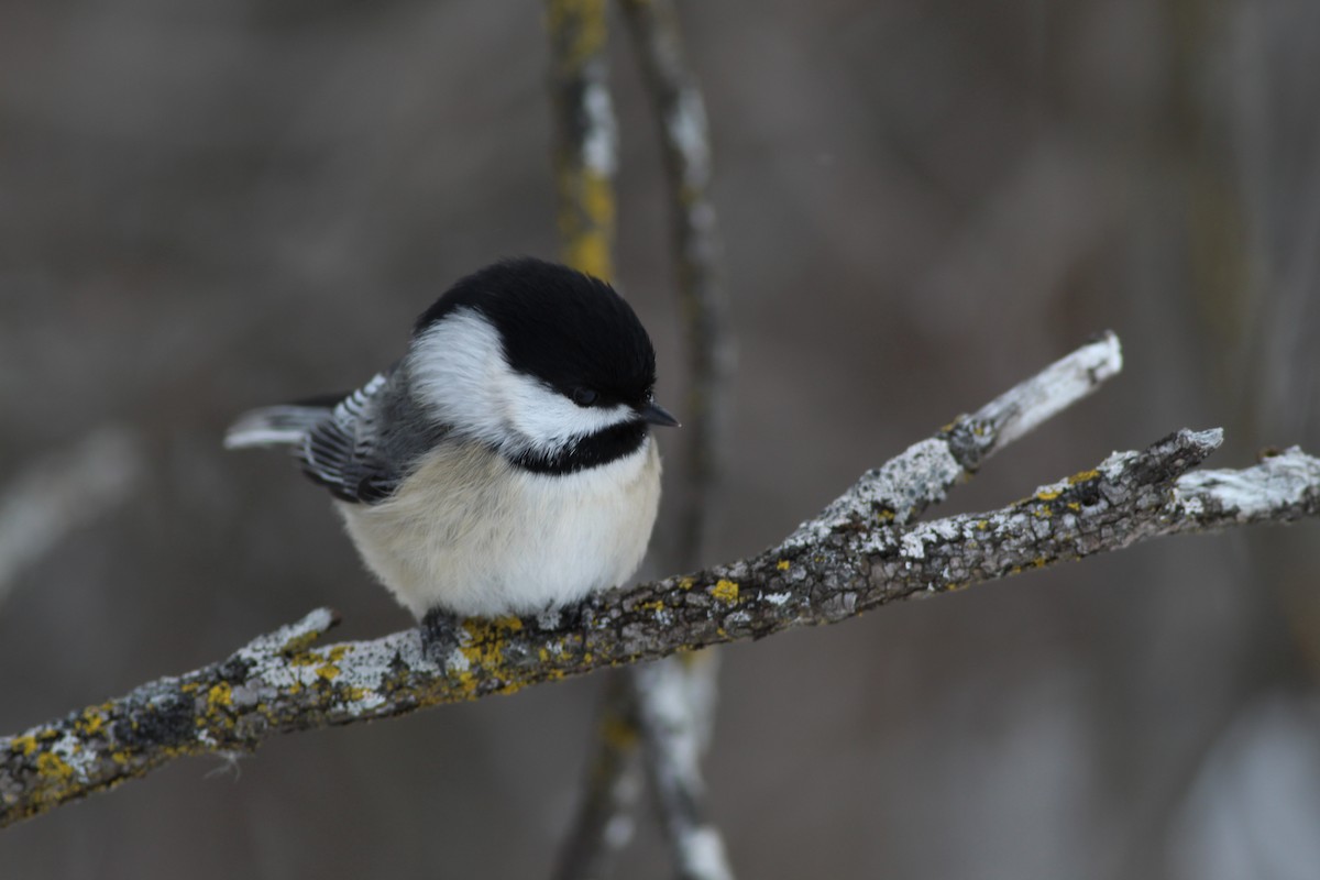 Black-capped Chickadee - ML620509995