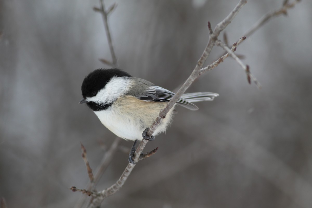 Black-capped Chickadee - ML620509996