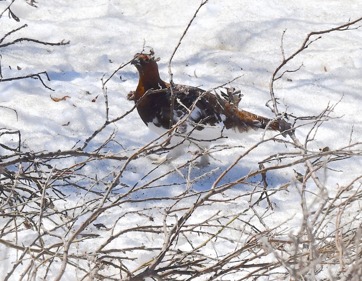 Moorschneehuhn - ML620509998