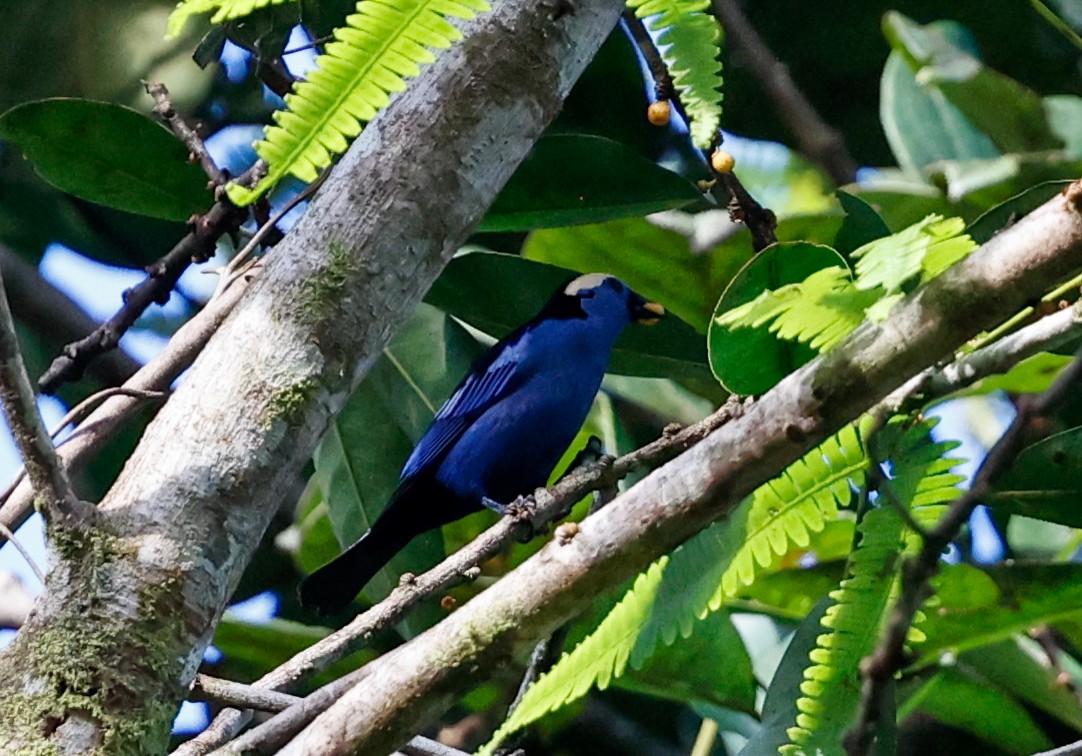 Opal-crowned Tanager - ML620510002