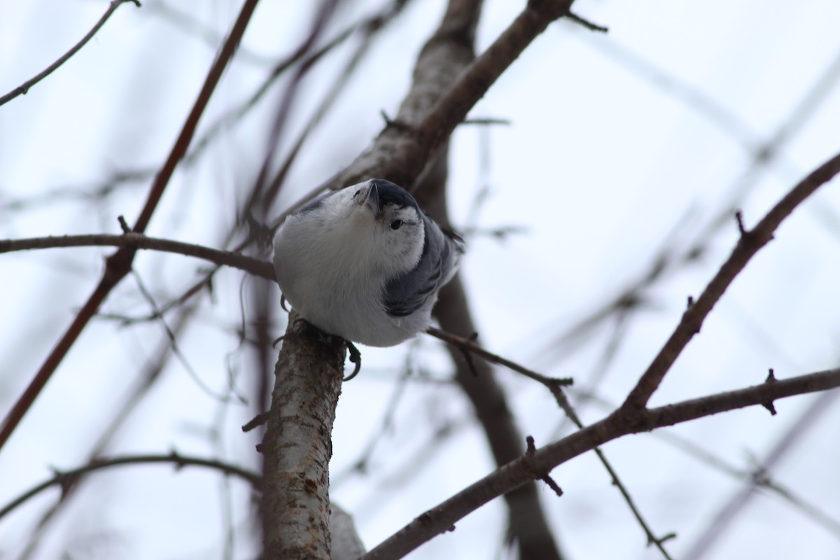 White-breasted Nuthatch - ML620510003