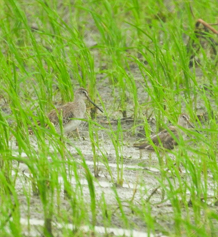 Short-billed Dowitcher - ML620510006