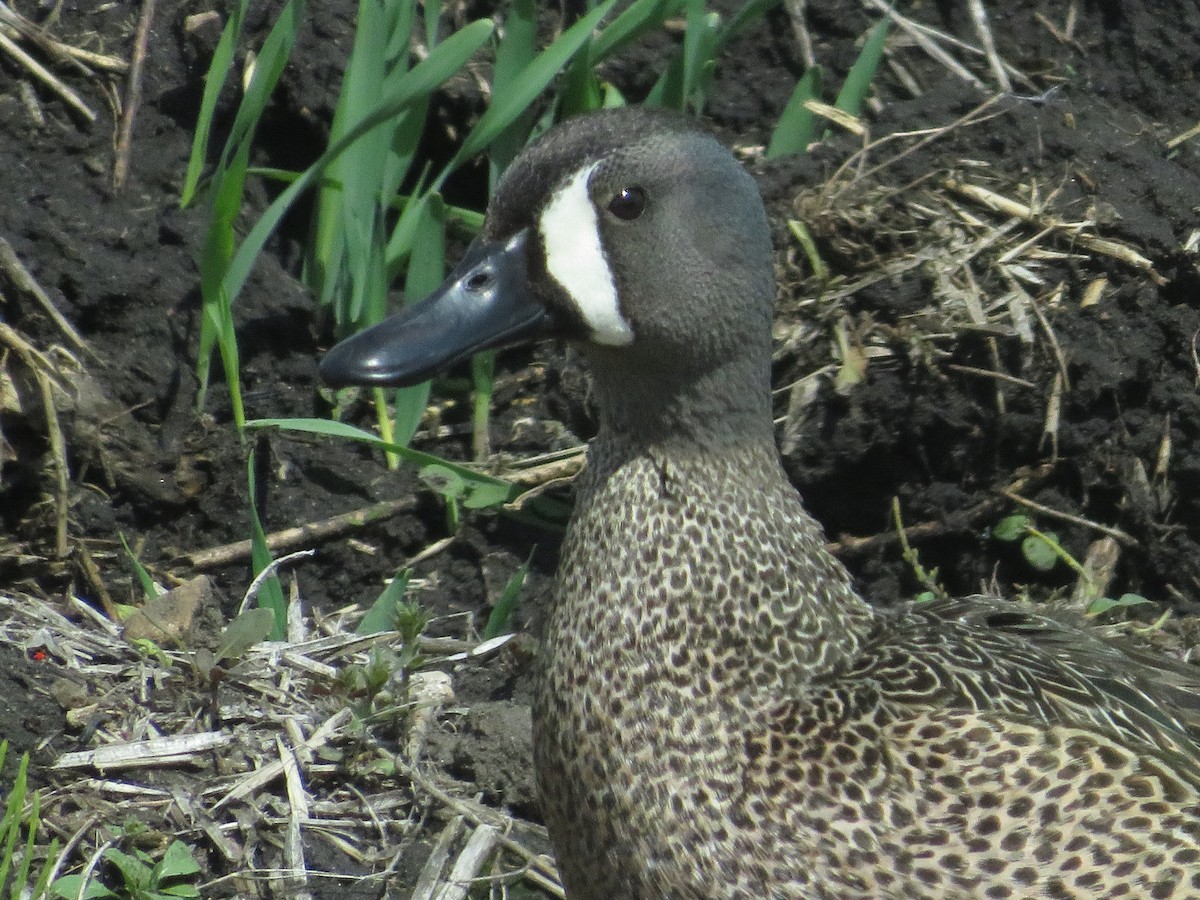 Blue-winged Teal - ML620510011