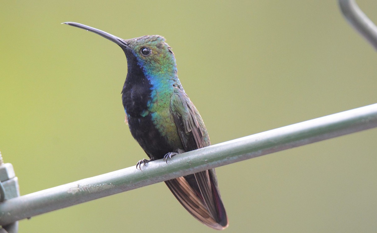 Black-throated Mango - ML620510013