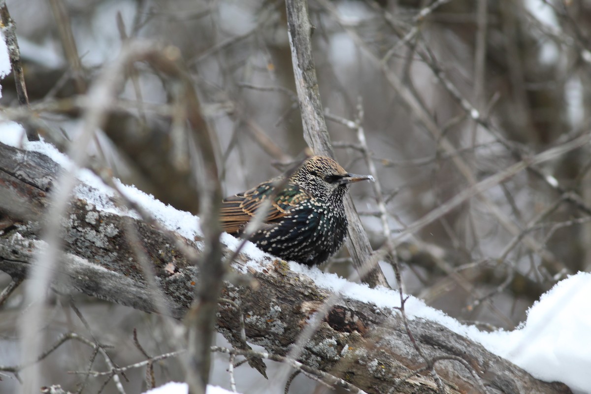 European Starling - ML620510014