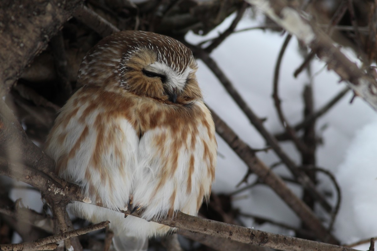 Northern Saw-whet Owl - ML620510016