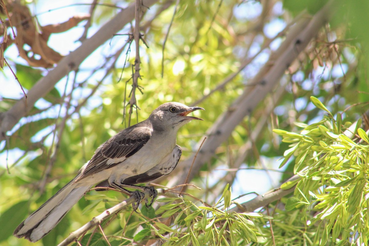 Northern Mockingbird - ML620510019