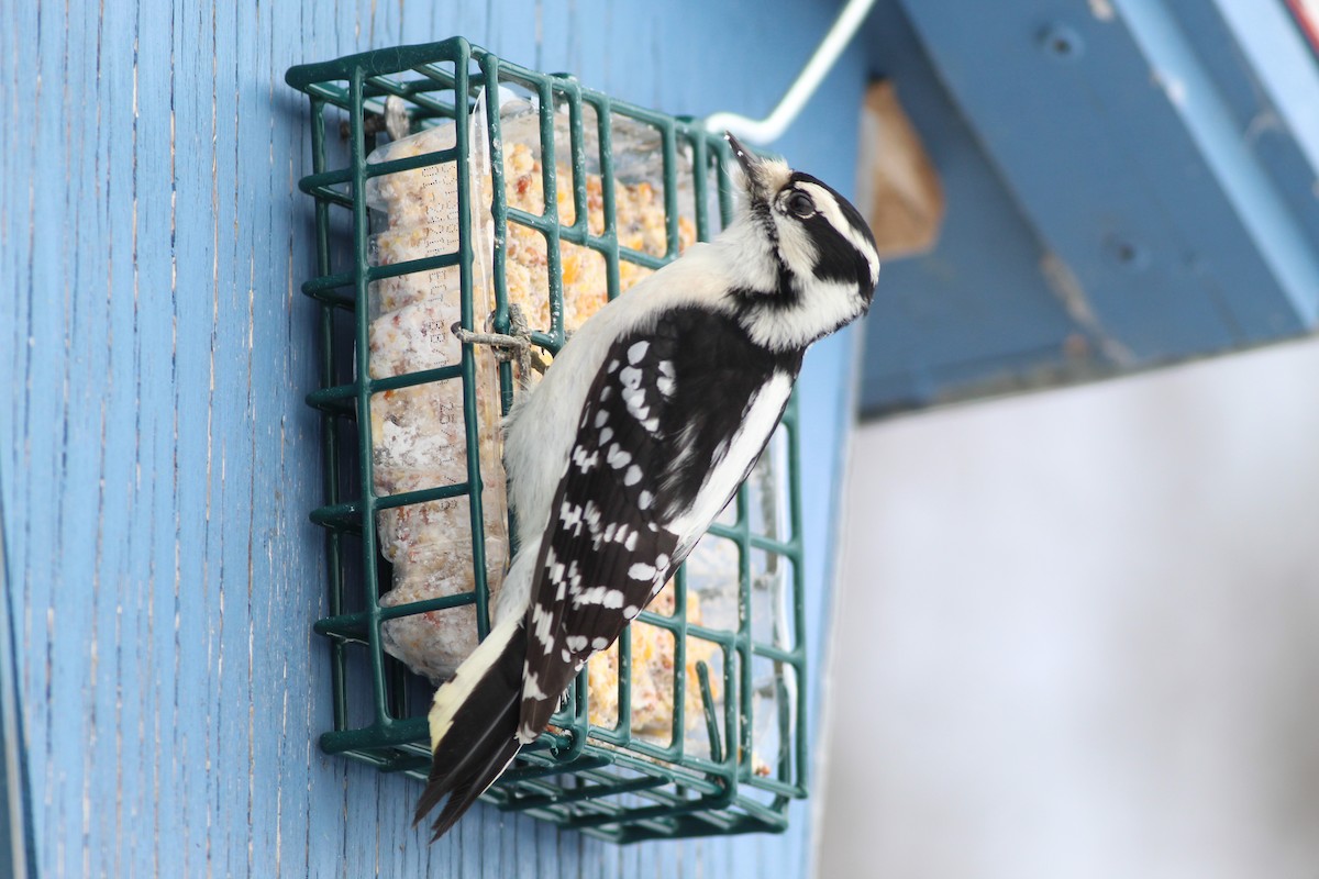 Downy Woodpecker - ML620510020