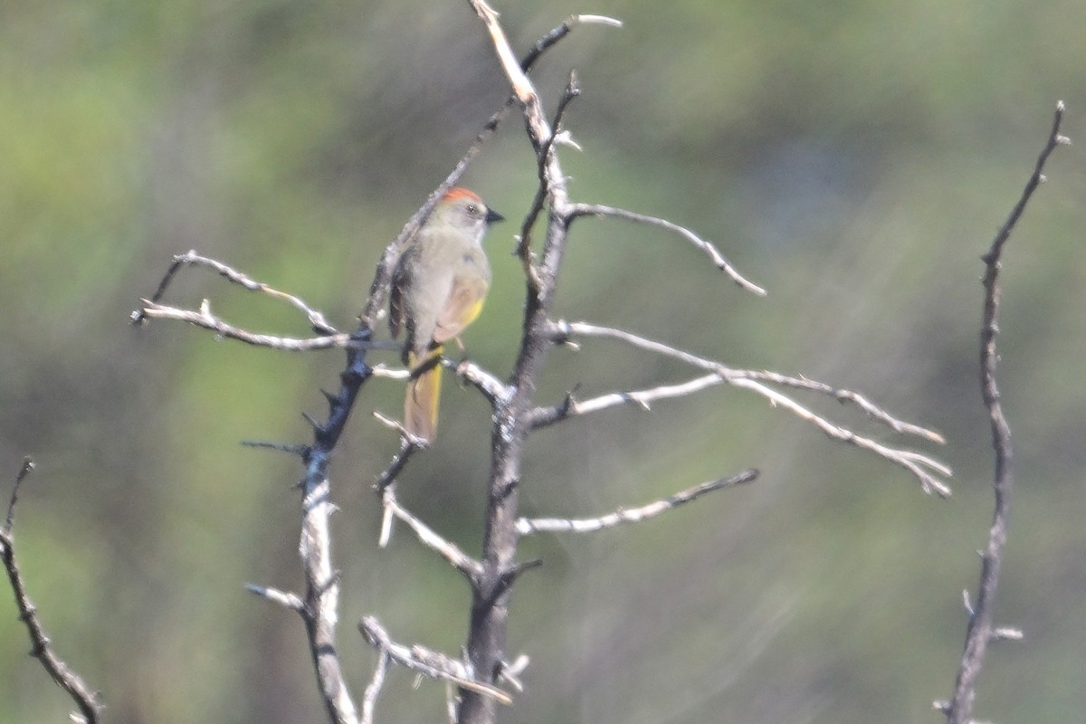 Green-tailed Towhee - ML620510024