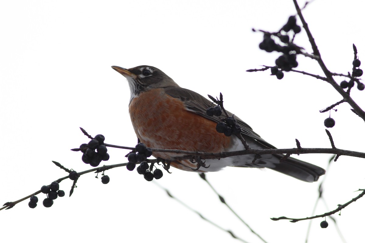 American Robin - ML620510026