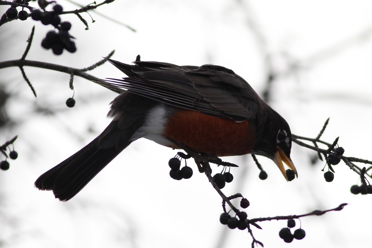 American Robin - ML620510028