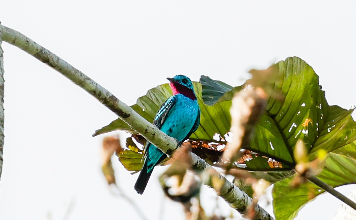 Spangled Cotinga - ML620510030