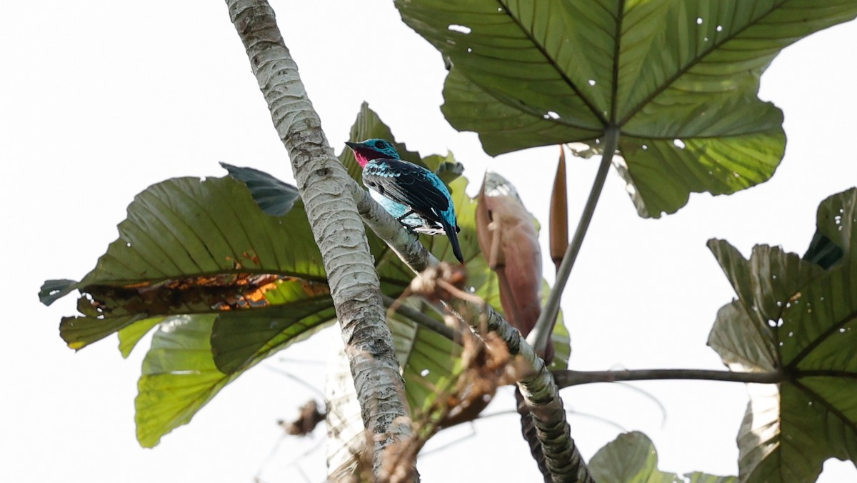 Spangled Cotinga - ML620510031