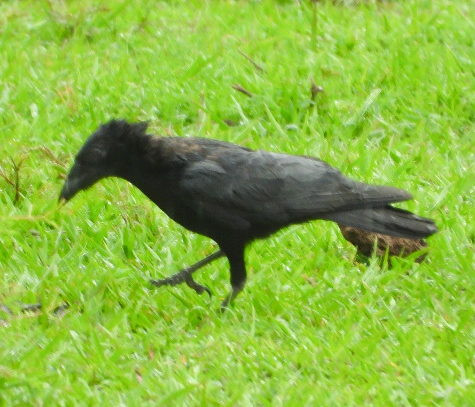 Cuban Palm-Crow - Yaro Rodriguez